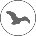 MALFINI